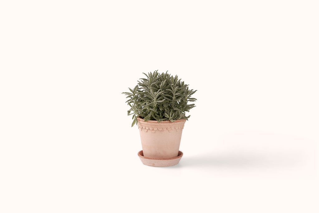BERGS POTTER ROSA KØBENHAVNER TERRACOTTA POT AND SAUCER