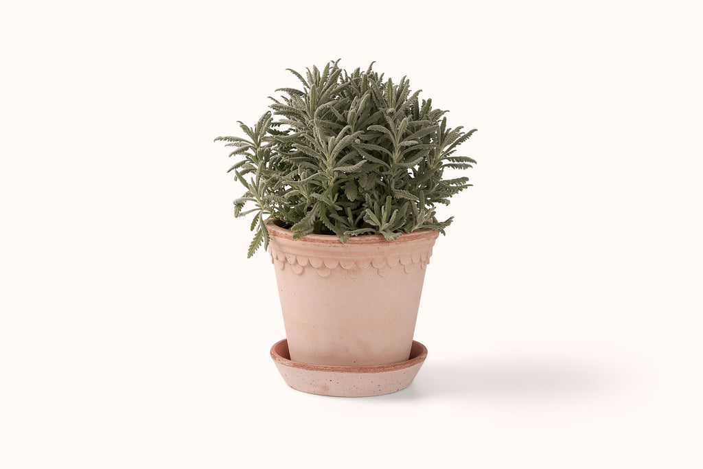 BERGS POTTER ROSA KØBENHAVNER TERRACOTTA POT AND SAUCER