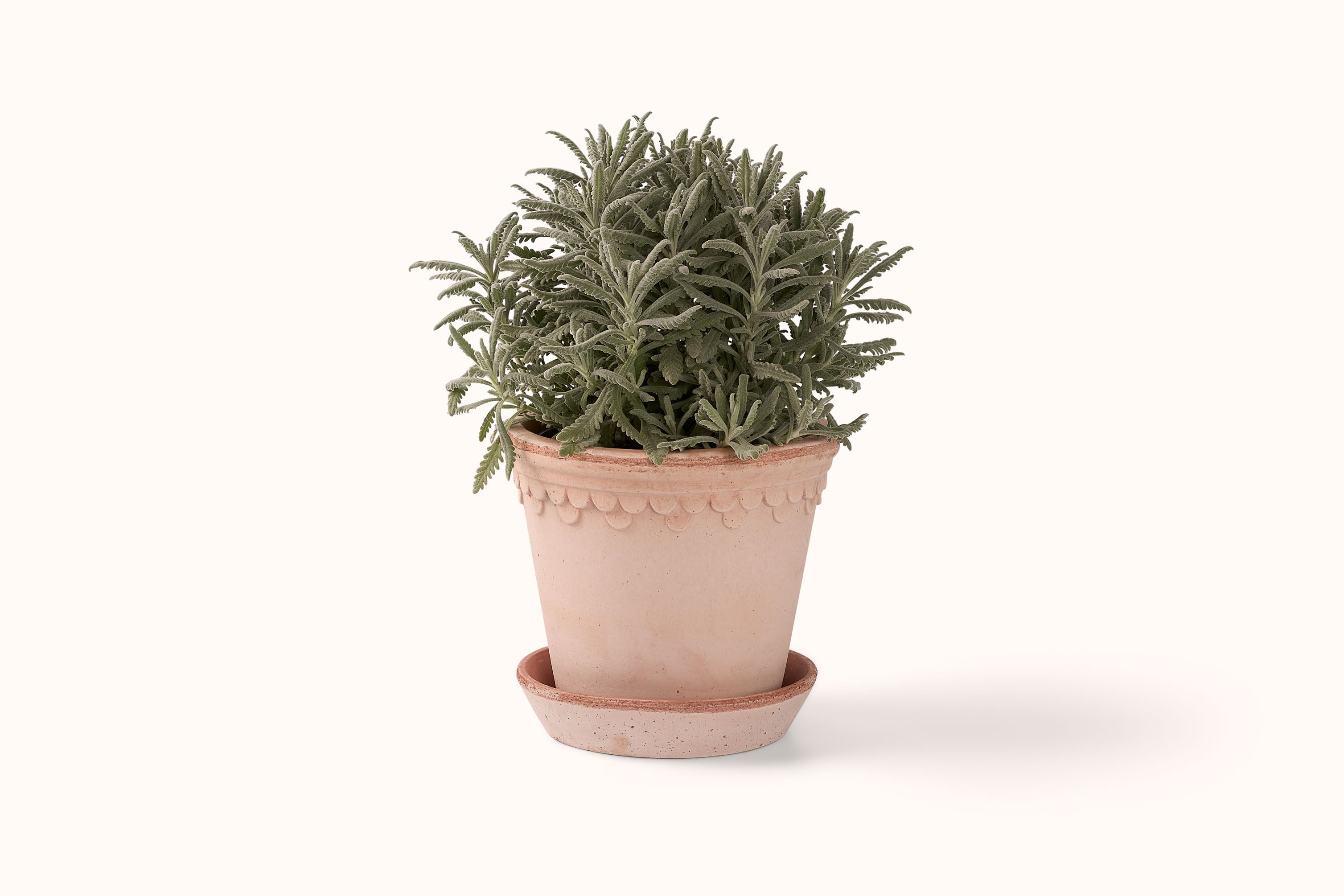 BERGS POTTER ROSA KØBENHAVNER TERRACOTTA POT AND SAUCER