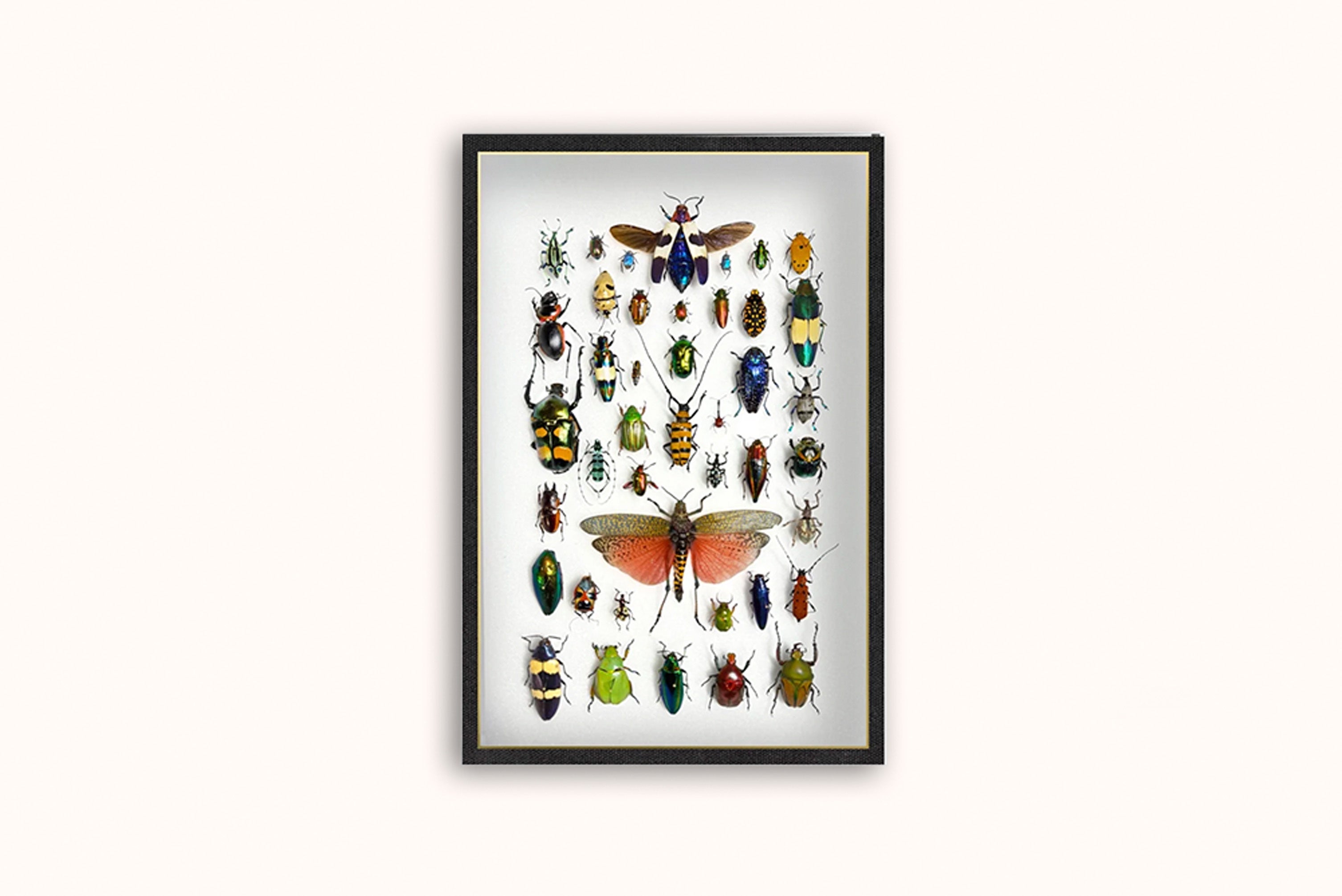 HASHARAT 'MARCHING BAND' FRAMED COMPOSITION