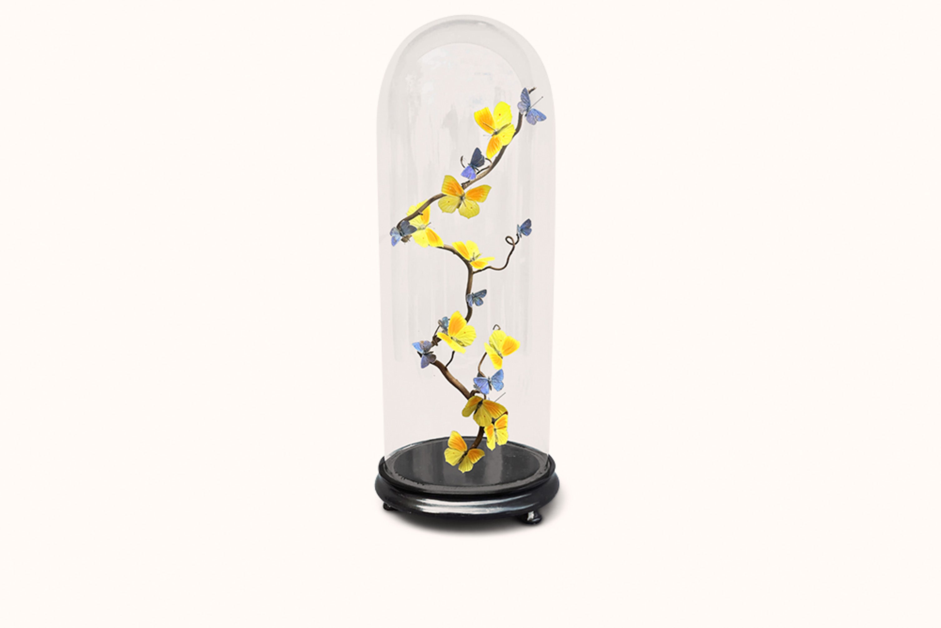 HASHARAT 'LEMON DROPS' GLOBE