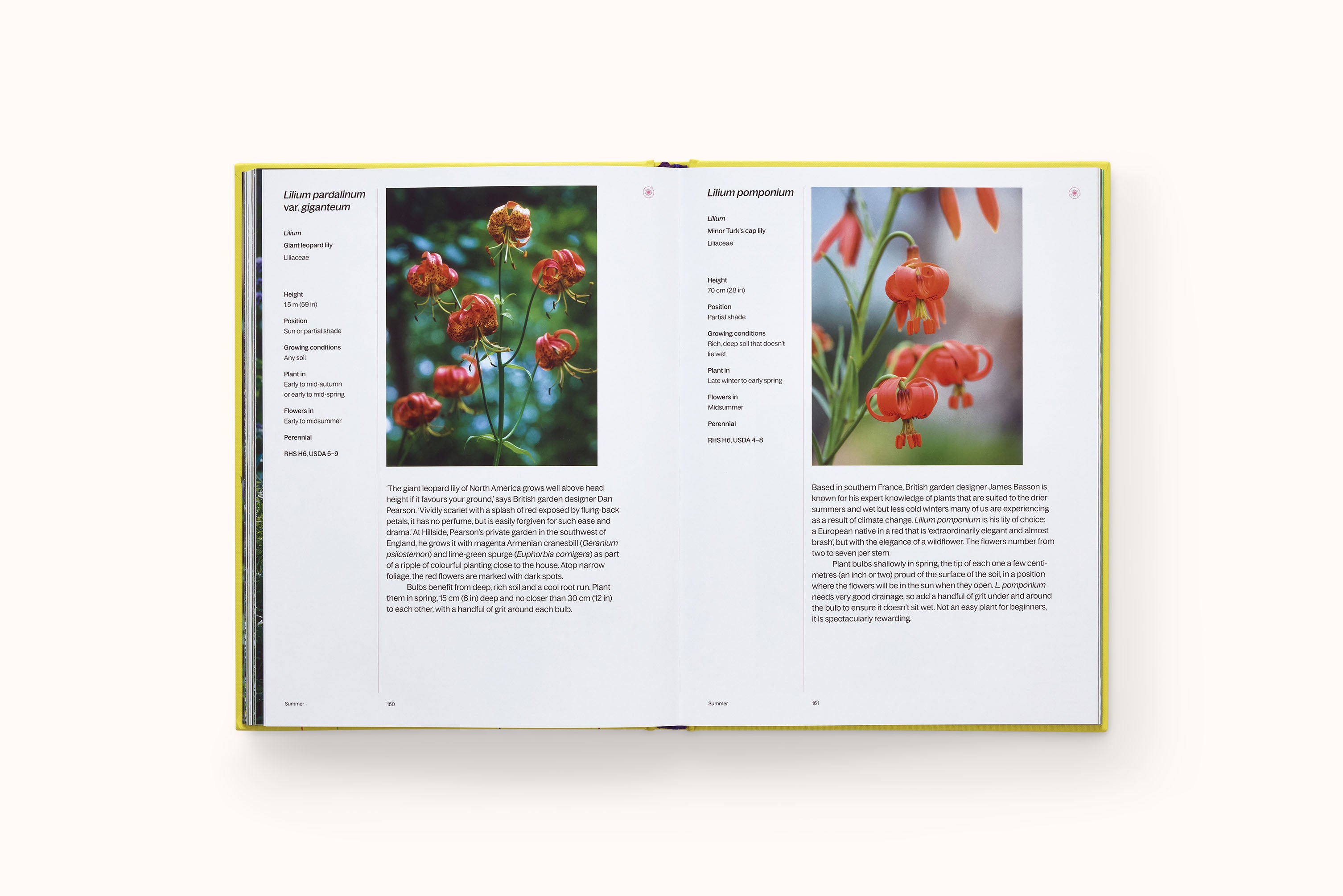 A YEAR IN BLOOM: FLOWERING BULBS FOR EVERY SEASON BY LUCY BELLAMY